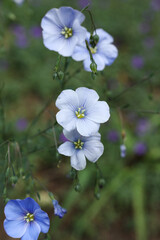 Flax (Linum usitatissimum) flowers in full bloom