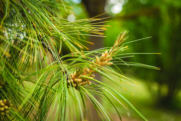 Lush pine branches adorned with vibrant cones in a serene forest setting during late springtime