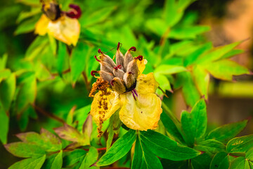 Vibrant yellow flower blooms under the warm sunlight in a lush garden setting surrounded by green...