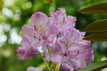 Obraz premium beautiful pink Rhododendron flower in the garden 
