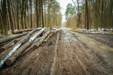 A view of a muddy road in the forest with logs on the side of the road