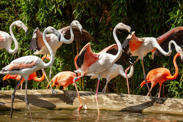 Greater flamingo
