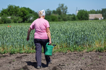 Concept farm, agrocomplex. A female farmer waters young shoots of agricultural crops by hand on her...