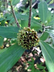 Fototapeta premium Unique Green Seed Pod with Intricate Pattern