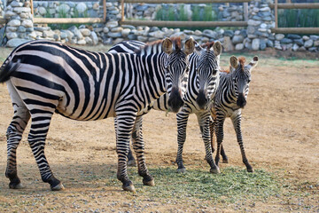 Grant's zebra