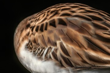 Spoon-Billed Sandpiper Portrait: Critically Endangered Shorebird Species.