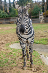 Grant's zebra