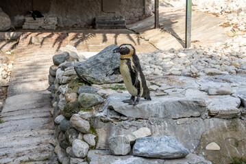 African penguin