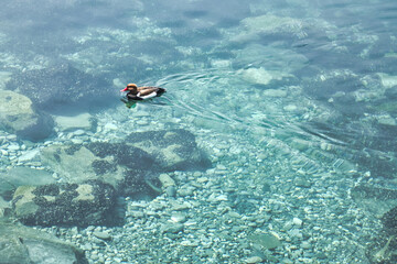 duckling swimming