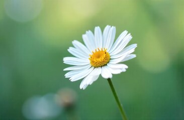 Fototapeta premium White daisy chamomile icon pattern for background. 