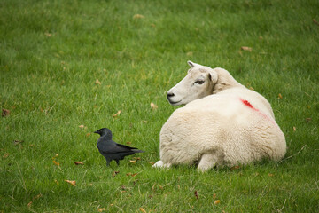 sheep and crow