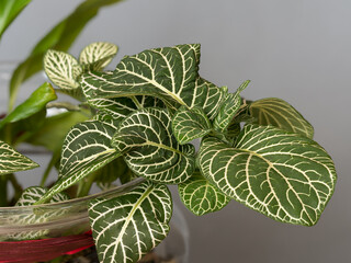 Fittonia albivenis, ornamental plant with green leaves with white veins in a glass jar, close-up...