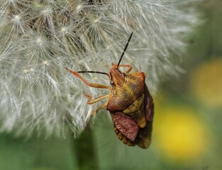 moth on a branch