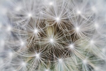 dandelion seed head