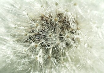 Fototapeta premium dandelion seed head