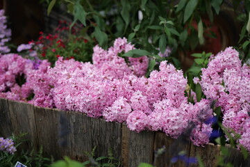 pink and white flowers