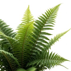 fern leaf isolated on white