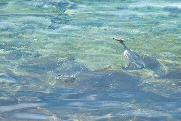 Obraz premium underwater bird