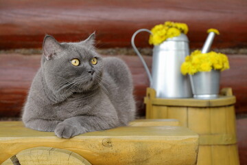 A grey cat sits on a yellow wooden bench, which is in front of a yellow wooden barrel with a metal watering can on it, filled with dandelion flowers, against a log wall.	