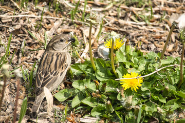 sparrow next to dandilion