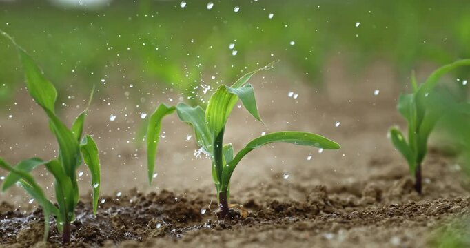 Super Slow Motion Close-Up of Corn Seedling Sprinkled with Water. Young Green Plant Growing in Soil While Getting Hydrated in Sunlight, Concept of Farming, Growth, Nature, and Sustainable Agriculture.