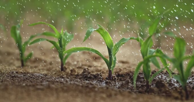Super Slow Motion Close-Up of Corn Seedling Sprinkled with Water. Young Green Plant Growing in Soil While Getting Hydrated in Sunlight, Concept of Farming, Growth, Nature, and Sustainable Agriculture.