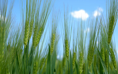 Close-up of green barley spikes against a clear blue sky on a sunny summer day