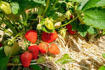 Strawberry fields with ripe berries growing in rows, cultivated by farmers for seasonal harvest and public picking