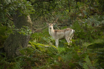young deer in the woods