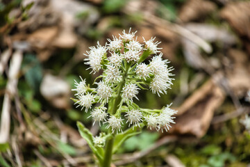 wild flowers in the forest