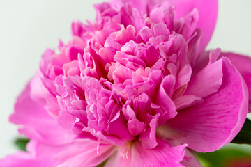 Beautiful pink peony blooming close up on light background postcard