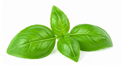 Fresh basil leaves isolated on white background with full depth of field for food styling or herbal concept