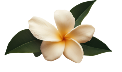  A page of an employee's resume, with a yellow icon and one leaf on a transparent background cutout PNG file. A clea