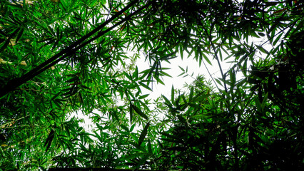 photo of shady bamboo trees