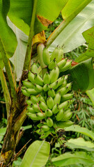 photo of bananas in the garden
