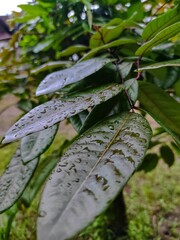 rain drops on leaves