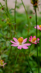 photo of kenikir flowers blooming in the garden