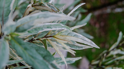 Obraz premium photo of gandarusa plants in the park