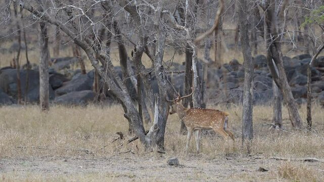 wild male Spotted deer Chital axis axis rubbing scratching long antlers against tree for antler velvet shedding scent marking physical social interaction ranthambore national park forest india