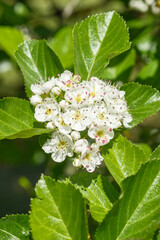 Crataegus prunifolia Speldnens Pflaumenblättriger Weißdorn