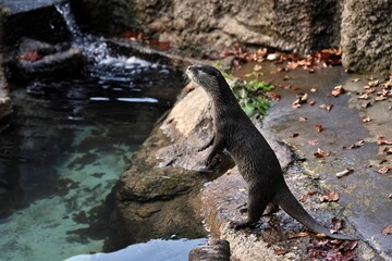 水際で立ち上がったコツメカワウソ