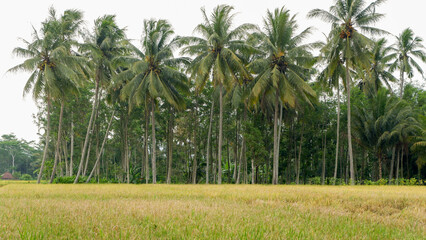 photo of a stretch of rice fields in a village