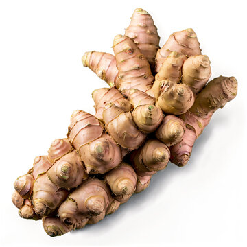 Fresh organic fingerroot rhizomes close up