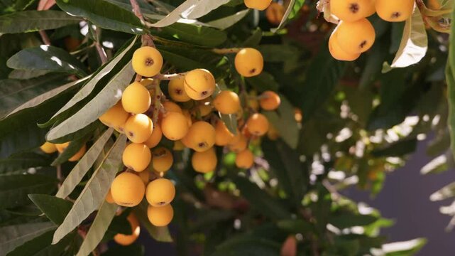 Beautiful loquat fruit hanging from tree branches in a sunny garden setting