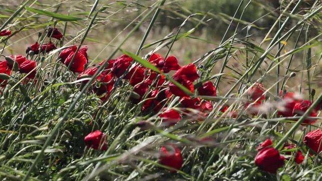 campo de amapolas rojas movi&eacute;ndoselo  ondulantes con el viento