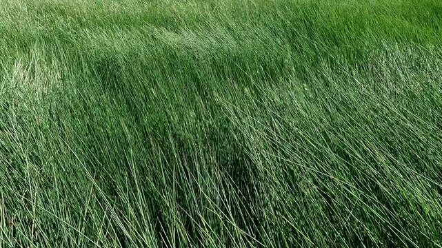 espigas verdes con movimientos violentos por el viento en un campo rural