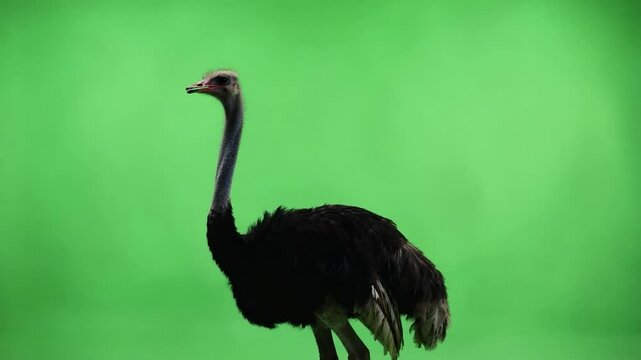 Ostrich profile against green screen
