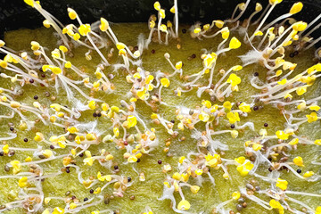 Microgreens, young arugula sprouts. Growing microgreens seeds at home, close-up. Healthy lifestyle, nutritious, vegan food concept.