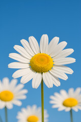 Daisy