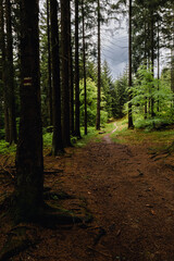 Obraz premium Spring forests of Central Europe